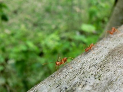 akha (13)